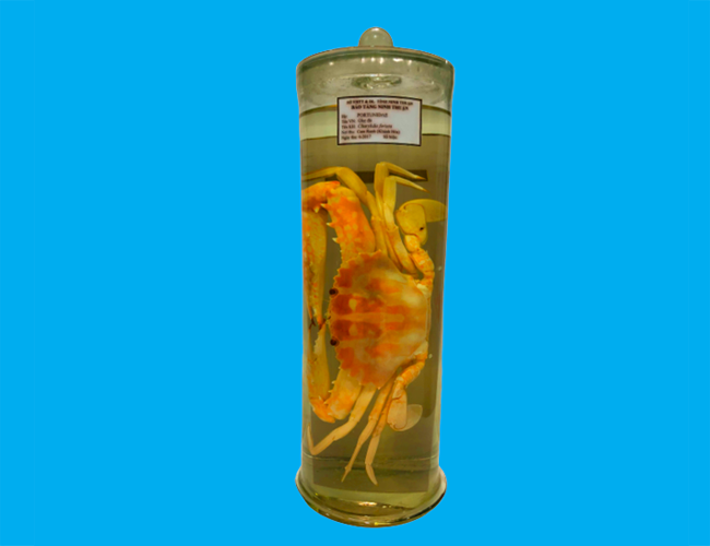 Bảo tàng Ninh thuận